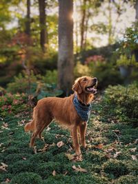 Dog standing on field