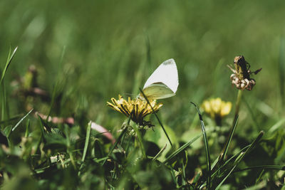 Close-up of butterfly pollinating on flower