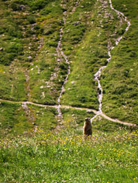 Marmot on guard