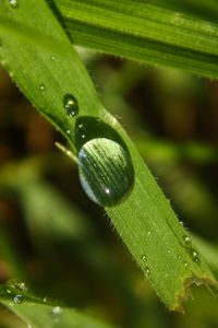 Close-up of leaves