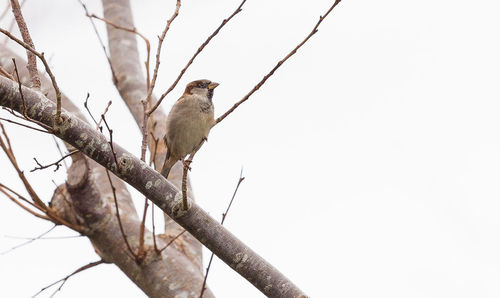 Low angle view of bird perching on tree against clear sky