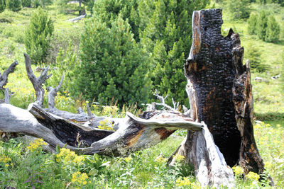 View of tree trunk in forest