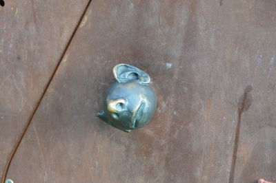 High angle view of turtle