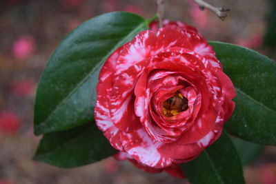 Close-up of rose bud