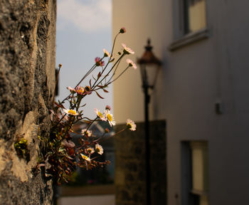 Close-up of flowering plant against building