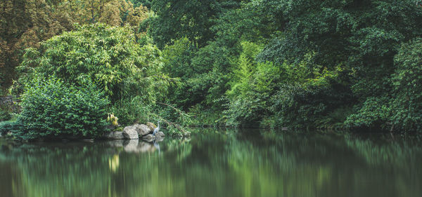 Scenic view of lake in forest