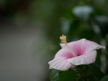 Close-up of pink flower