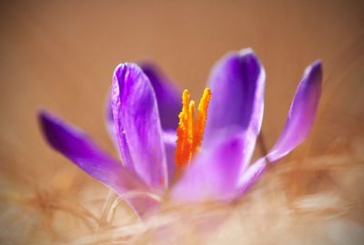 Close-up of flower blooming outdoors