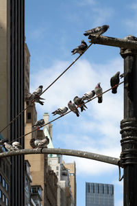 Low angle view of birds perching on pole against sky