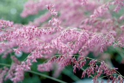 Close-up of pink cherry blossoms in spring