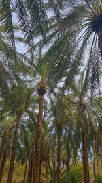 Low angle view of palm trees