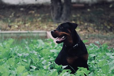 Close-up of black dog sitting on grass