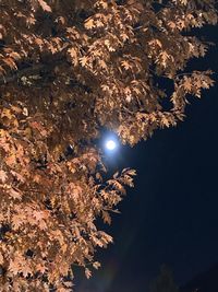 Low angle view of leaves on tree against sky at night