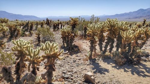 Cactus plants on field against sky