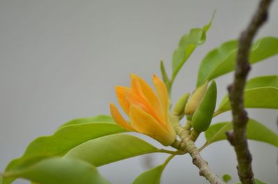 Close-up of flowers