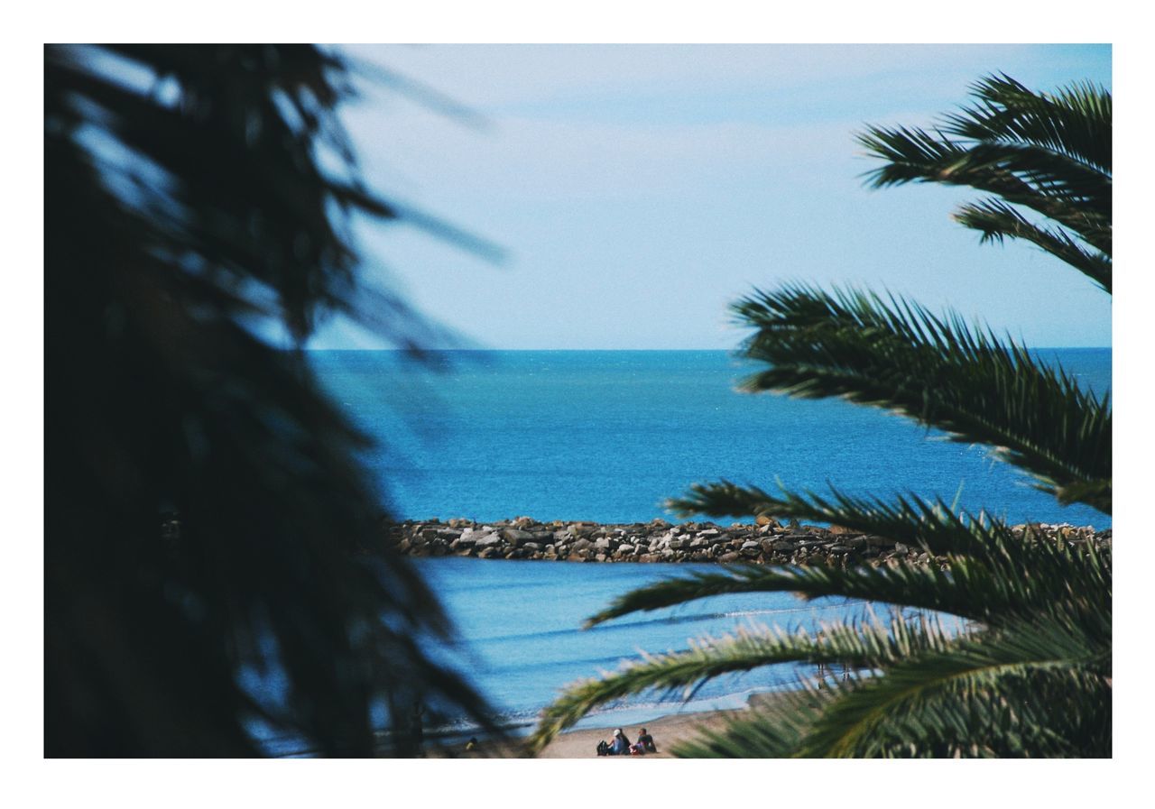 PALM TREE BY SEA AGAINST BLUE SKY