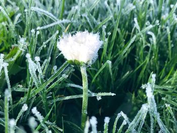 Close-up of frozen flower on field