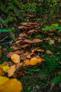 High angle view of mushrooms growing on field