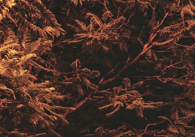 Full frame shot of trees at night