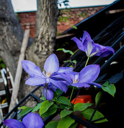 Close-up of purple flowers blooming outdoors
