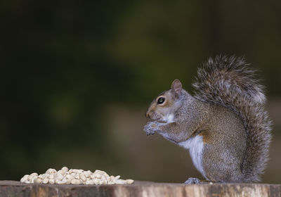 Close-up of squirrel on wood