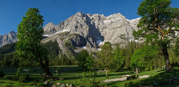 Panoramic shot of trees on landscape against sky