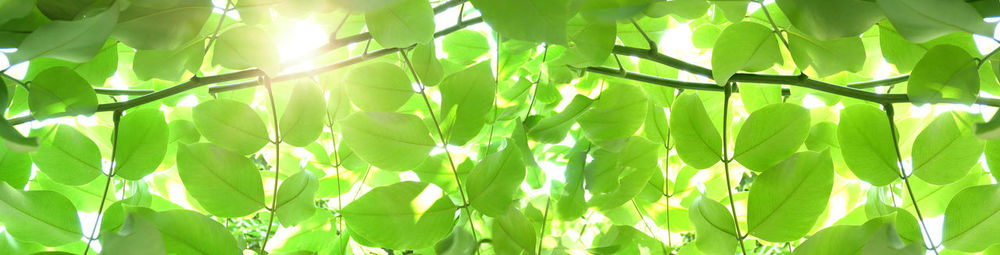 Full frame shot of fresh green plant