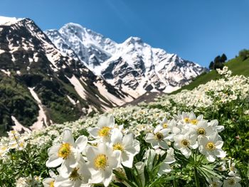 White flowering plants and mountains against sky