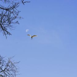 Low angle view of birds flying against blue sky
