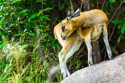 Close-up of a klippspringer on rock