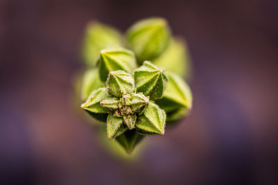 Close-up of green leaves