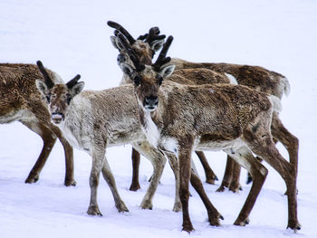 Giraffe standing on snow covered field