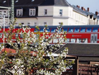 Close-up of flowers against train in city