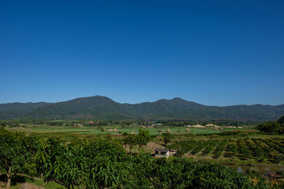 Scenic view of agricultural field against clear blue sky