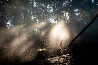 Scenic view of forest