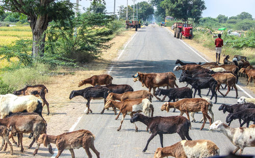 Flock of sheep on road amidst field