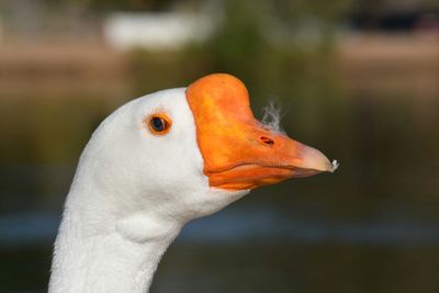 Close-up of chinese goose