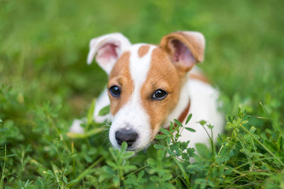 Portrait of dog on field