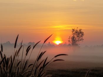 Scenic view of sunset over field