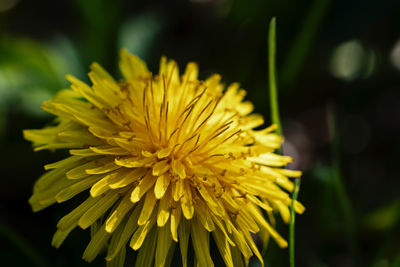 Close-up of yellow flowering plant