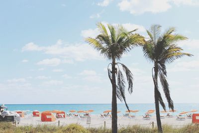 Palm trees on beach against sky