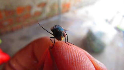 Close-up of insect