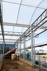 View of dog on bridge against sky