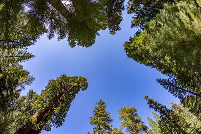 Low angle view of trees against sky