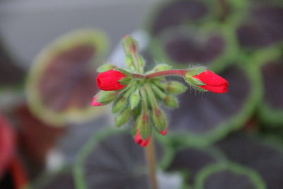 Close-up of red hibiscus blooming outdoors