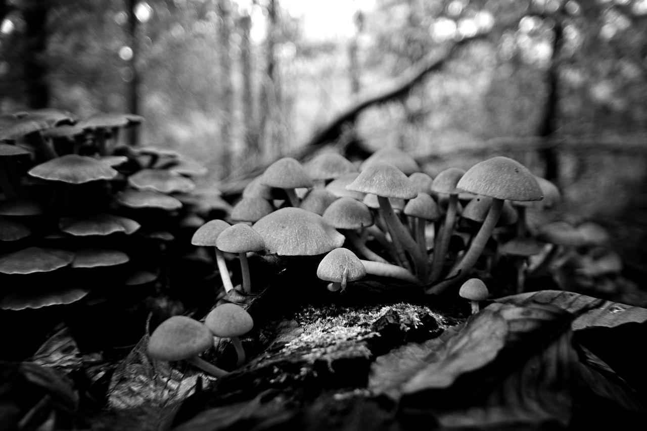 CLOSE-UP OF MUSHROOM GROWING ON FIELD