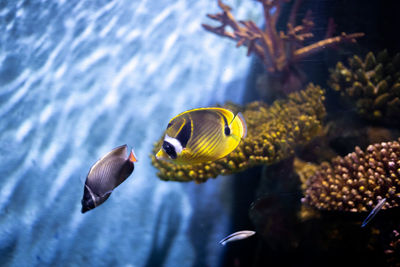 Close-up of fishes swimming in tank