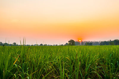 Scenic view of field against sky during sunset