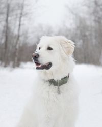 Close-up of dog on snow