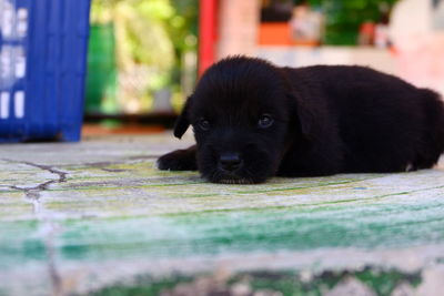 Portrait of puppy on floor